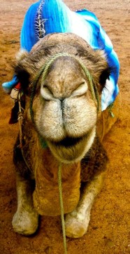 camel_tangier
