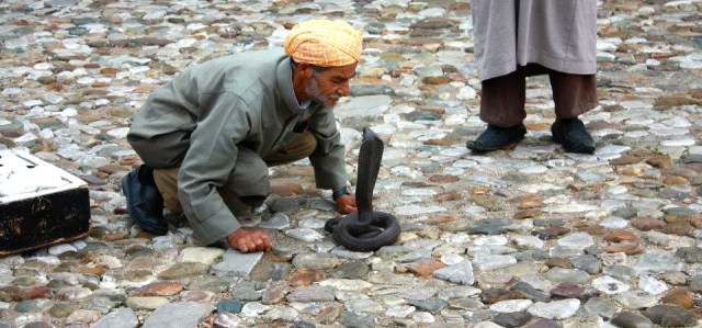 snake_charmer3