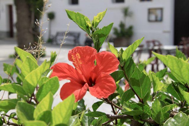 Chipiona centro historico2